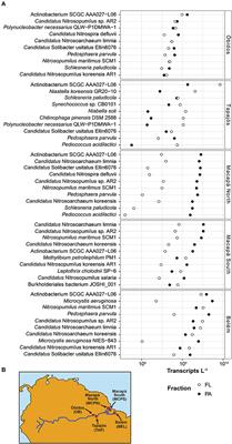 Patterns of Bacterial and Archaeal Gene Expression through the Lower Amazon River